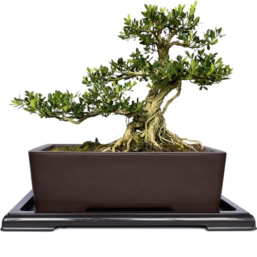 MUZHI Unglazed Zisha Bonsai Pot with Humidity Tray, Rectangle Bonsai Tree Planter with Drainage for Ficus, Succulent etc. (Classic Rectangle) - style: Classic Rectangle