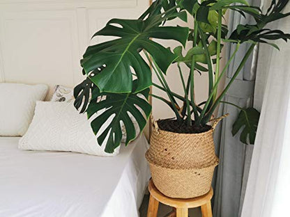 Extra Large Seagrass Plant Basket with Handles, Wicker Woven Storage Basket (14.1“ Diameter x 13.8" Height), Natural) - size: XXXL (14.1“ D x 13.8" H)