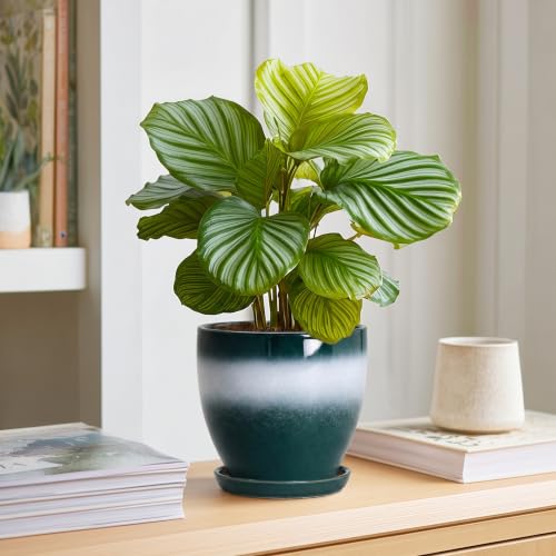 Ceraimc 6 Inch Planters, Ceraimc Pots for Plants, Green-White - color: Green-white, size: 6 Inch