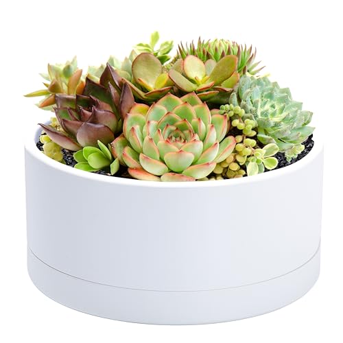 D'vine Dev 8 in Shallow Round Succulent Planter, White, 76-Z-A-1 - color: White, size: 8 Inch