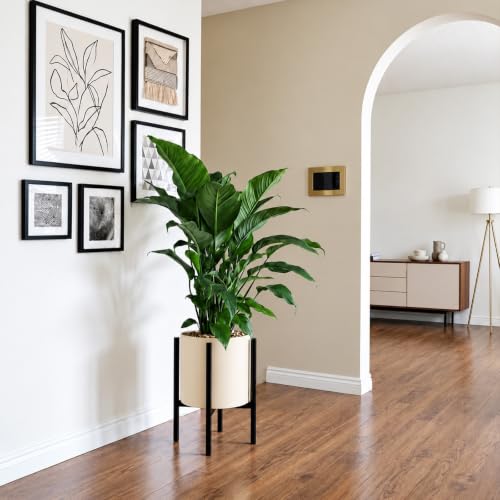 Adjustable Plant Stand Indoor, 2 Heights Black with Round Plate - color: black-a