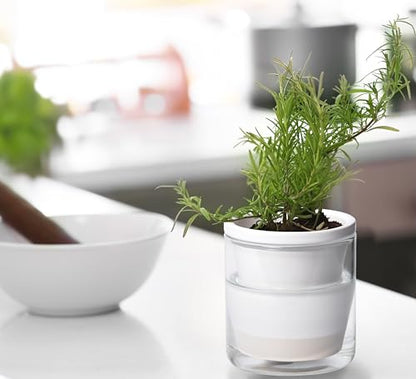 D'vine Dev Self-Watering White Terracotta Planter Pot, 4 in, 37-X-A-2 - color: White, size: 4 Inch
