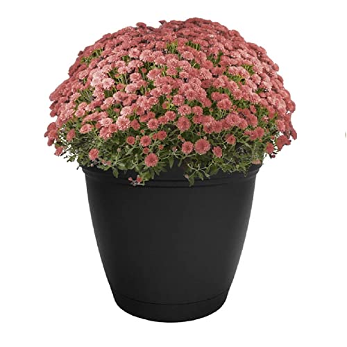 The HC Companies Eclipse Round Planter with Saucer - Outdoor & Indoor Plant Pot with Drainage Holes - Lightweight, UV-Resistant Plastic Pots for Plants, Flowers & Herbs (16" Black, Pack of 1) - size: 16"
