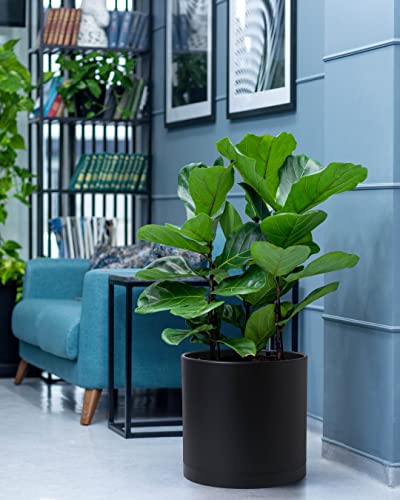 D'vine Dev Plastic Planter Pot with Saucer, 12 in, Black, 74-X-B-3 - color: Matte Black, size: 12 Inch