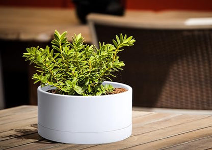 D'vine Dev 8 in Shallow Round Succulent Planter, White, 76-Z-A-1 - color: White, size: 8 Inch