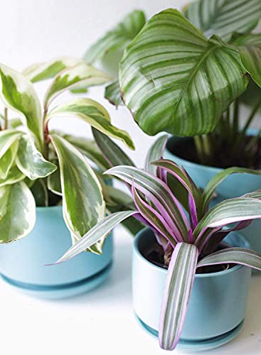 LE TAUCI Ceramic Pots for Plants, 4.3+5.3+6.8 Inch, Set of 3, Turquoise - color: Turquoise, size: 4.3"+5.3"+6.8"