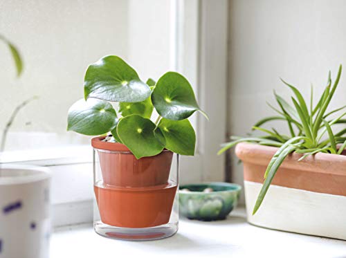 D'vine Dev Self Watering Terracotta Planter Pot, 4 in, 37-X-A-1 - color: Terracotta, size: 4 Inch