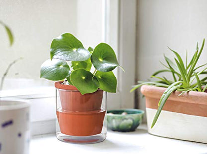 D'vine Dev Self Watering Terracotta Planter Pot, 4 in, 37-X-A-1 - color: Terracotta, size: 4 Inch