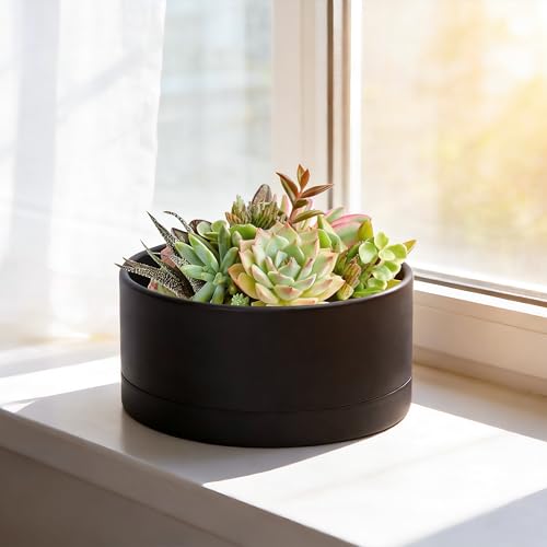 D'vine Dev 10 in Shallow Round Succulent Planter, Black, 76-Z-B-2 - color: Black, size: 10 Inch