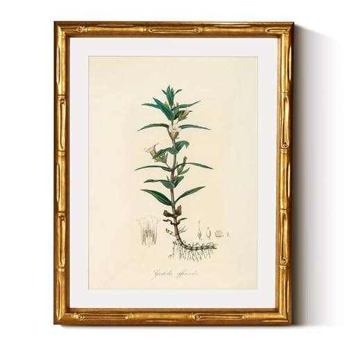 InSimSea Gold Bamboo Framed Wall Art, Vintage Kitchen Herbs Prints, 11x14In - color: Hyssopus Officinalis