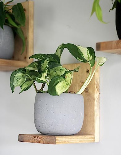 Daniel's Plants Indoor Plant Wall Gallery Shelf Kit | Midcentury Modern Wooden Shelves | Wall Mounted L Shaped Floating Plant Shelves | Solid Wood | 3 Pack (Natural - Unstained) - color: Natural - Unstained