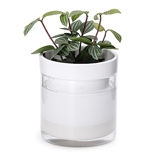 Phoenix Vine 4 Inch Self Watering Planter, White Terracotta Clay Pot with Glass Reservoir for Indoor Plants, Herbs, Flowers, Set of 1, 52-B-E-1 - color: White, size: 4" (1 Pack)
