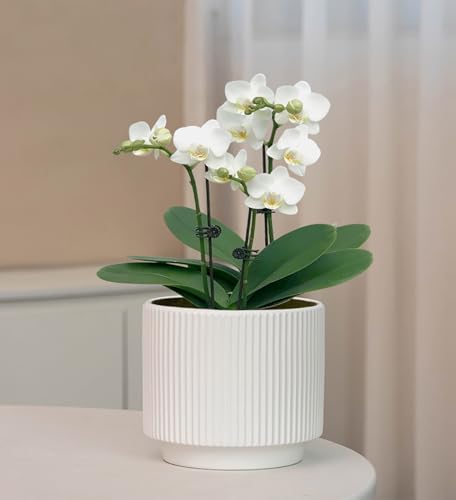 Ceramic 4.9+6.3 inch Planters, Modern Home and Office Flowerpot, Indoor and Outdoor Flowerpot with Drainage Hole (White) - color: White