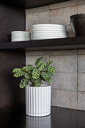 Veradek Demi Series Demi 6" Planter w/Tray - White, 2 Pack - color: White, size: 6 inch - 2 Pack