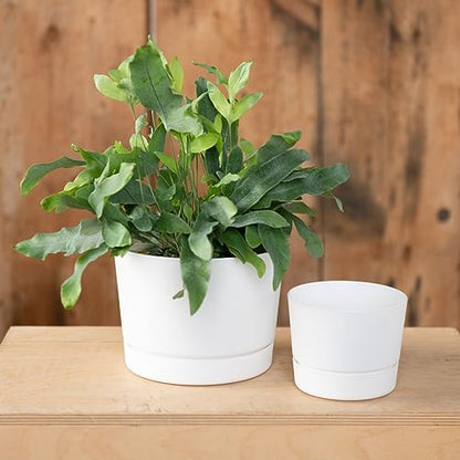 Root & Vessel Majestic Mid-Century Modern Low Profile Cylinder Pot, Matte White, 12.5" - color: Matte White, size: 12.5-Inch