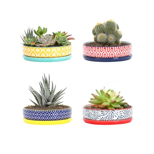 Selamica Ceramic Succulent Pots, Shallow Succulent Planters with Drainage Hole & Saucer, Indoor Plant Pots for Cactus, Home Decor，Assorted Colors,6 inch，Set of 4 - color: Assorted Colors, size: 6 inch