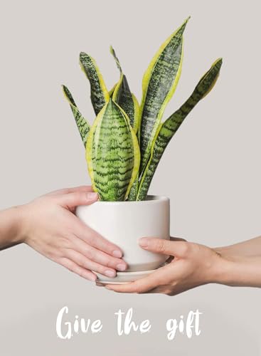 LE TAUCI Ceramic Pots for Plants, 4.3+5.3+6.8 Inch, Set of 3, White - color: White, size: 4.3"+5.3"+6.8"