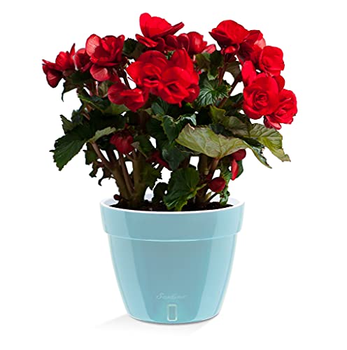 Santino ASTI 7.1 Inch Self Watering Planter Menthol/White for Indoor Plants - Premium Quality Modern Plastic Pot w/Water Level Indicator for All House Herbs, Plants, African Violets and Dahlias - color: Menthol/White, size: 7.1-Inch