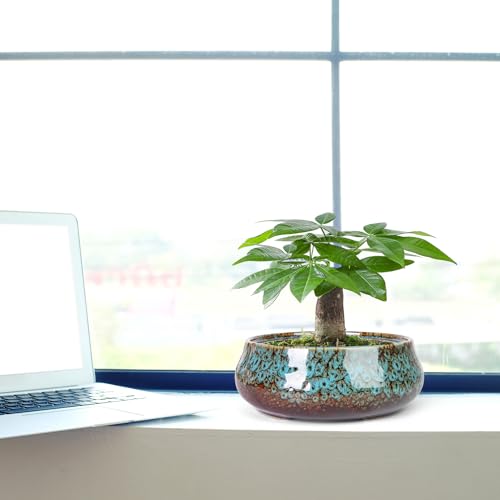 ARTKETTY Succulent Pots, 8 Inch Plant Pots Large Bonsai Pots with Drainage - color: Blue