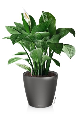 Lechuza 16043 Classico LS 28 Self-Watering Planter, Charcoal Metallic - color: Charcoal Metallic, size: D28 H26 cm