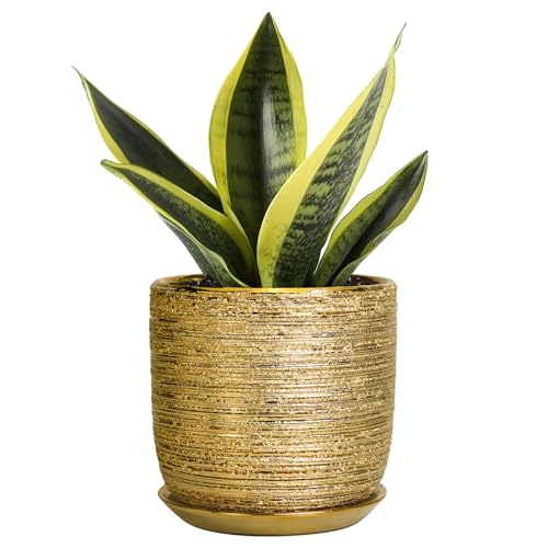 Succulent Pot 5 Inch, Ceramic Plant Pot for Indoor Flowers, Gold - color: Gold, size: 5.3 Inch