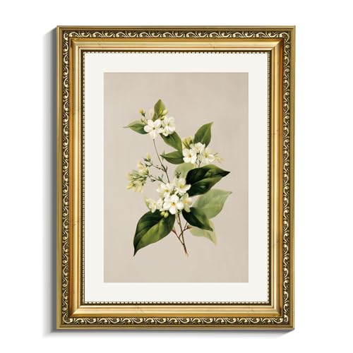 VIYYIEA Gold Framed Canvas Wall Art, 11x14 Vintage Botanical White Flower Print, Floral Wall Decor for Living Room, Bedroom, Bathroom or Entryway - color: Jasmine Illustration, size: 14"L x 11"W
