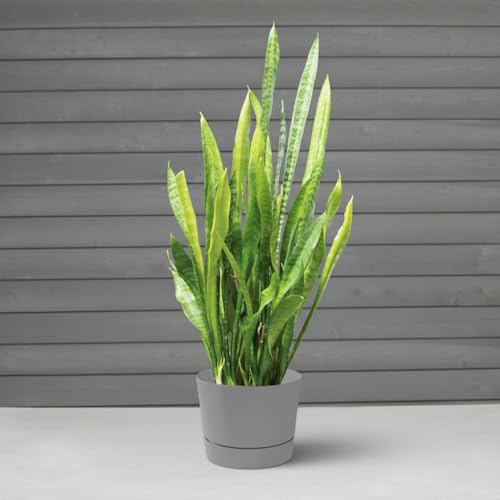 Root & Vessel Majestic Mid-Century Modern Low Profile Cylinder Pot, Matte Gray, 12.5" - color: Matte Gray, size: 12.5-Inch