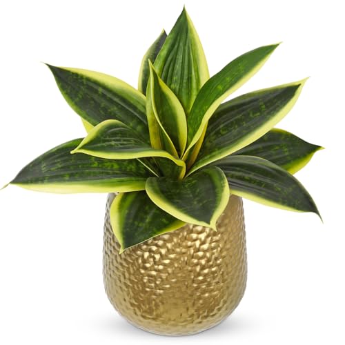 Hollyone Artificial Snake Plants 9" Faux Agave Succulent Plant Potted in Gold Metal Pot Fake Sansevieria Aloe Tropical Plant for Desk Modern Office Home Bathroom Indoor Outdoor Decor - color: Green #2-gold Pot