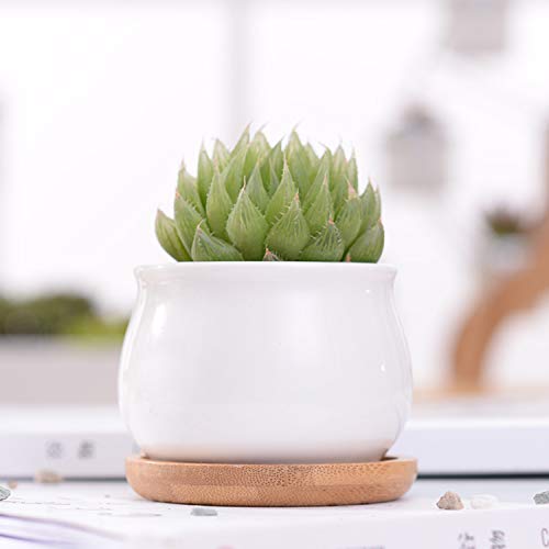 Small Succluent Pot,12Pcs Flower Pots with Drinage,Mini Flower Pots