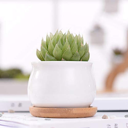 Small Succluent Pot,12Pcs Flower Pots with Drinage,Mini Flower Pots