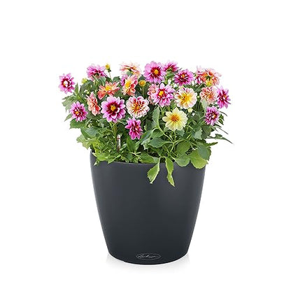 Lechuza Classico Color 21 Slate, Self-Watering Small Round Planter, D8.3 H7.9 in - color: Slate Matte, style: 21