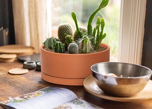 D'vine Dev Terracotta Shallow Planter Pot with Saucer, 12 in, 40-Y-C-0 - size: 12 Inch