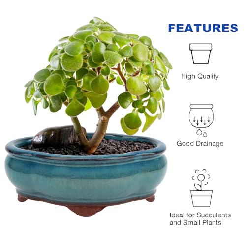 Bonsai Planter 4.9" 5.7" 2pc Small Succulent Glazed Pots + 6 Soft Mesh Drainage Screens - style: Style A&C2