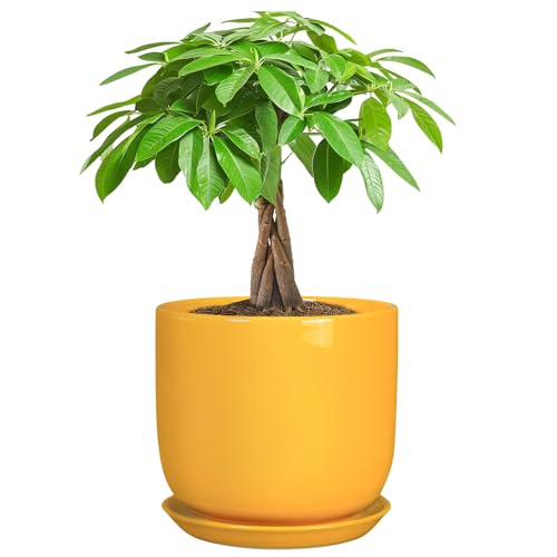 Indoor Plant Pot, 7 Inch Round Ceramic Planter, Yellow - color: Gloss Yellow, size: 7 Inch