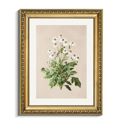 VIYYIEA Gold Framed Canvas Wall Art, 11x14 Vintage Botanical Daisy Print, Classic Floral Illustration for Living Room, Bedroom, Bathroom & Cottage Home Spaces - color: Wild Daisy Illustration, size: 14"L x 11"W