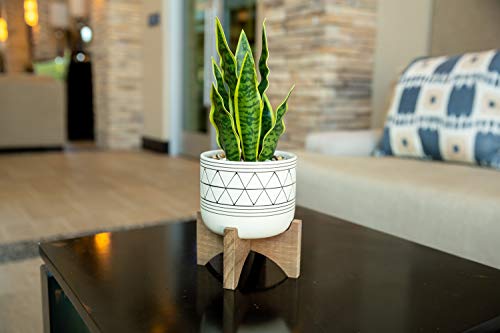 Flora Bunda 5" White Black Ceramic Geometric W/Wood Stand Planter Mid Century - color: White/Black Line 5"