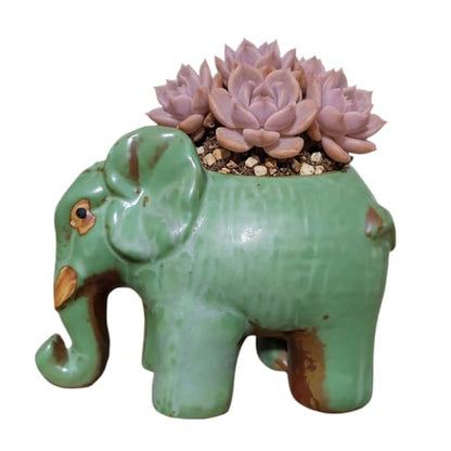 Cute Animal Elephant Shaped Ceramic Succulent Cactus Air Plant Flower Pots Planters-Plant Not Included (6.7 Inch) - size: 6.7 Inch