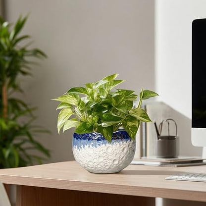 Ceramic Plant Pots, 6 Inch Orchid Pot with Drainage, Beige-Blue - color: Beige-blue, size: 6.2 Inch
