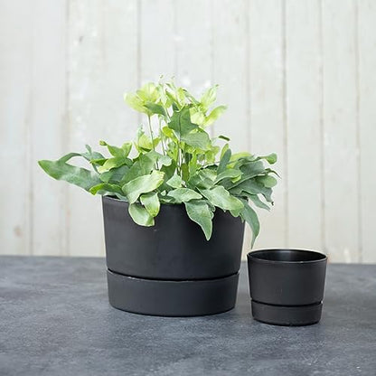 Root & Vessel Majestic Mid-Century Modern Low Profile Cylinder Pot, Matte Black, 4.5" - color: Matte Black, size: 4.5-Inch