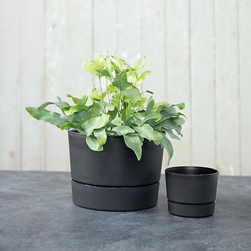 Root & Vessel Majestic Mid-Century Modern Low Profile Cylinder Pot, Matte Black, 6.5" - color: Matte Black, size: 6.5-Inch