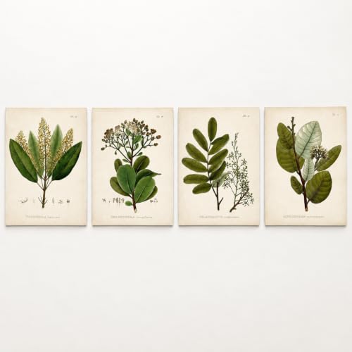 Vintage Botanical Wall Art, Set of 4 Unframed 8x10 Fern Prints