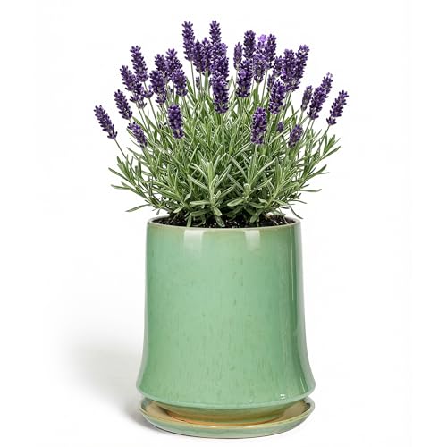 8 Inch Ceramic Planter Pot with Saucer Drainage Leak-Proof Mesh,Flower Pots for Lavender with Gardening Gloves,Ceramic Planter for Orchid(Light Green) - color: Light Green, size: 8 Inch