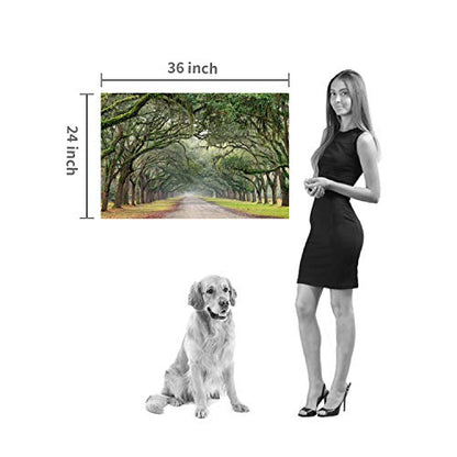 Hardy Gallery Tree Tunnel Canvas Wall Art Oak Landscape 36x24 Inch - color: Path in Oak Trees, size: 36"L x 24"W