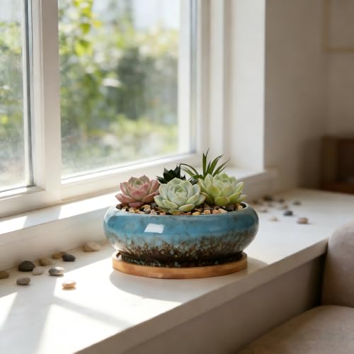 Succulent Pots, 7.3 Inch, Round Large Shallow Flower Plant Pots