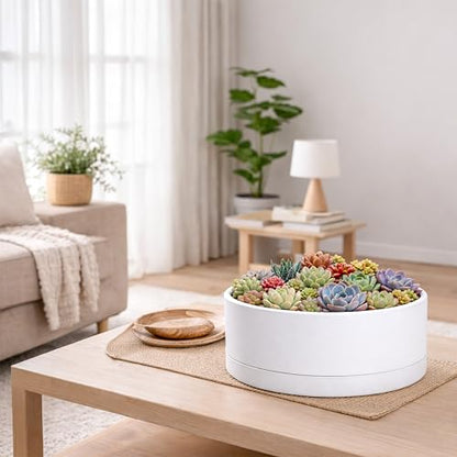 D'vine Dev 10 in Shallow Round Succulent Planter, White, 76-Z-A-2 - color: White, size: 10 Inch
