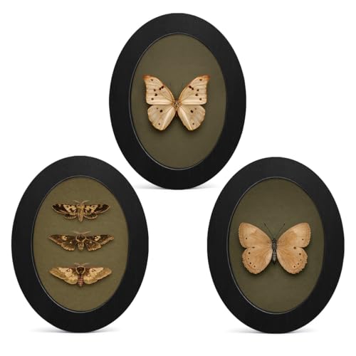 3Pcs Vintage Moody Butterfly Art Oval Small Wall Art Framed Decor | Butterfly Wall Decor Prints Pictures Vintage Room Decor for Home Bathroom Living Room - color: color-R