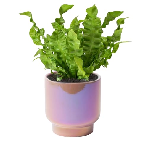 Pink Ceramic Plant Pots - Succulent Flower Small Planter, Pot for Indoor Outdoor Garden Plants with Drainage Holes - Plants Not Included 4.33 X4.33 Inch - color: Pink Gradient