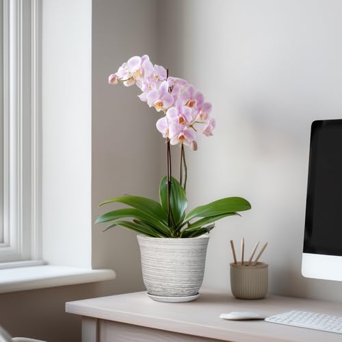 Ceramic Pots for Plants, 5.6 Inch Plant Pot with Drainage, Grey - color: Grey-white, size: 6 Inch