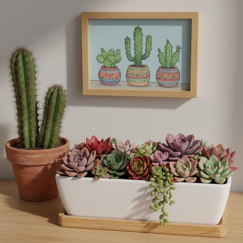 White Ceramic Succulent Planters, Indoor and Outdoor Succulent Planters, Set of 2 Cactus Containers, Bonsai Pots, Flower Pots with Drainage Hole and Bamboo Bowl (No Plant) - color: Thin Rectangle