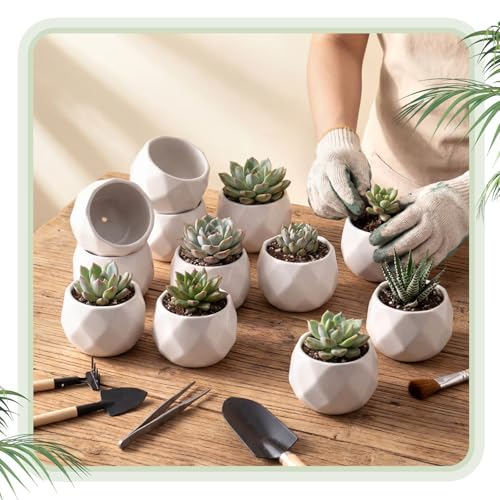 24 Pack 2.5 Inch Small Succulent Pots, White, Fashion - style: Fashion